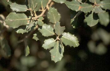 Encina - Hoja (Quercus ilex)