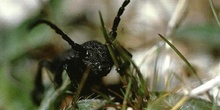 Longicornio zapador (Dorcadion castilianum)