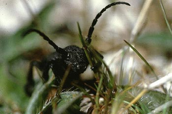 Longicornio zapador (Dorcadion castilianum)