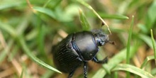 Geotrupes pyrenaeus