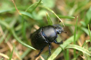 Geotrupes pyrenaeus