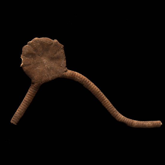 IES_ISABELLACATOLICA_BIOLOGIA_515