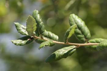 Alcornoque - Hoja (Quercus suber)
