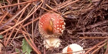 Matamoscas (Amanita muscaria)