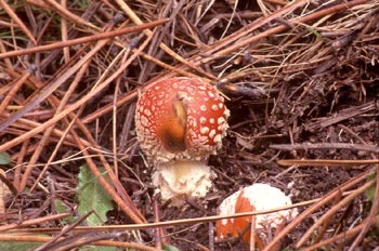 Matamoscas (Amanita muscaria)