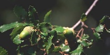 Quejigo - Bellota (Quercus faginea)