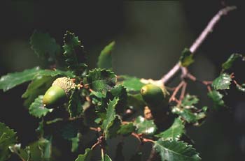 Quejigo - Bellota (Quercus faginea)