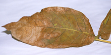 Hoja de nogal