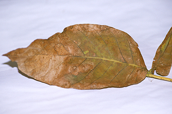 Hoja de nogal