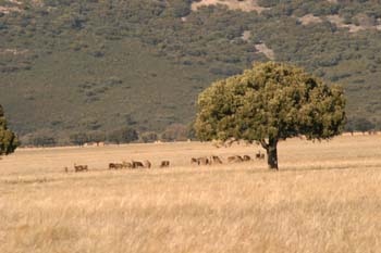 Ciervo común (Cervus elaphus)