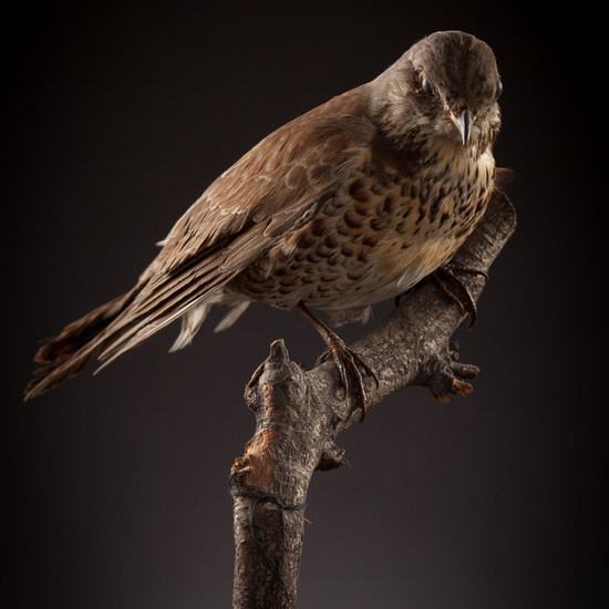 IES_CERVANTES_BIOLOGIA_040