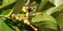 Limonero - Fruto jóven (Citrus limon)