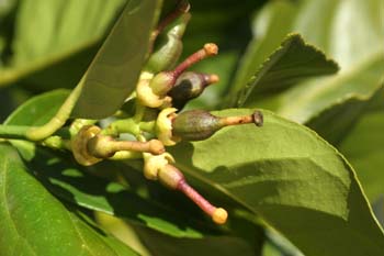 Limonero - Fruto jóven (Citrus limon)