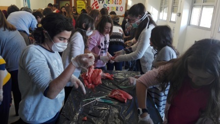 2018_02_09_DISECCION CORAZON Y PULMONES_SEXTO_CEIP FDLR_LAS ROZAS 8