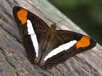 Mariposa, Argentina