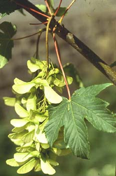 Arce blanco - Fruto (Acer pseudoplatanus)