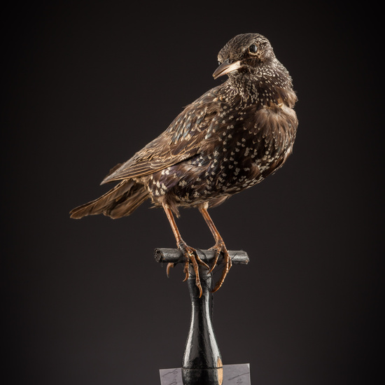 IES_SANISIDRO_BIOLOGIA_419