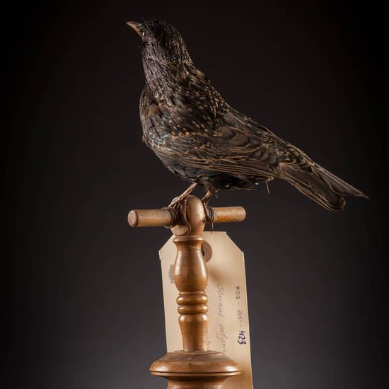 IES_SANISIDRO_MUSEO_Aves_125