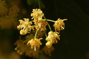 Tilo común - Flores (Tilia platyphyllos)