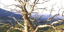 Castaño - árbol seco (Castanea sativa)