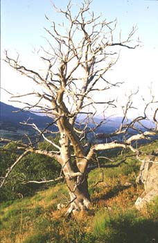 Castaño - árbol seco (Castanea sativa)