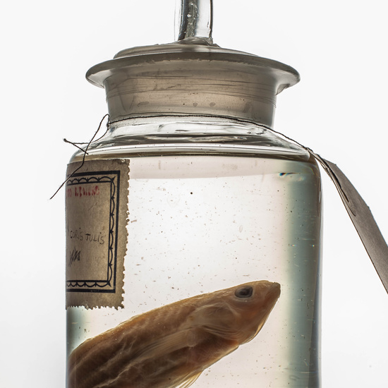 IES_SANISIDRO_MUSEO_BOTES_025