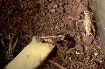 Grillo marrón (gryllomorpha dalmantina)