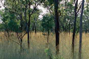 Bosque de eucaliptos