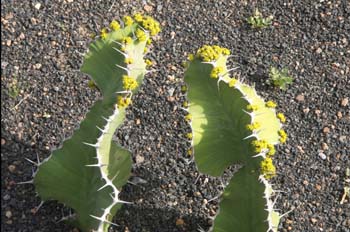 Euphorbia grandialata