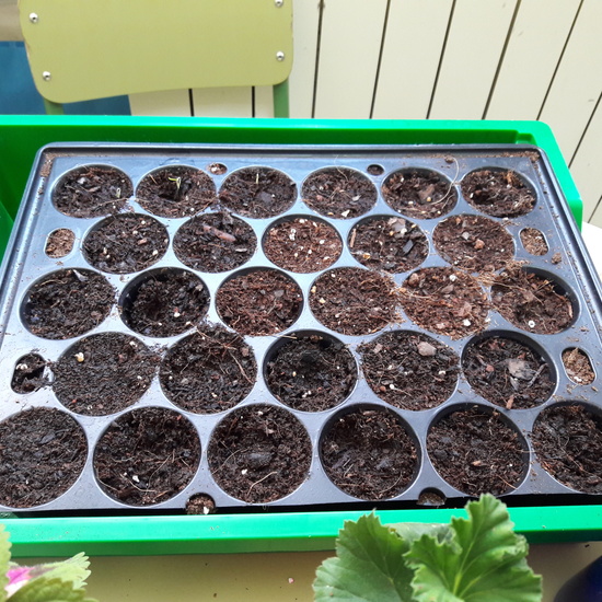 We grow plants in the classroom 5