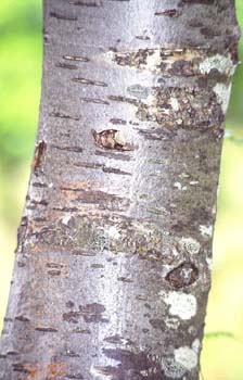 Serbal de cazadores - Tronco (Sorbus acuparia)