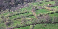 Sauce blanco - Setos (Salix alba)