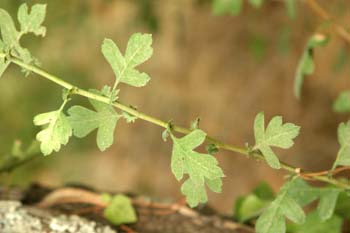 Espino majuelo - Hoja (Crataegus monogyna)