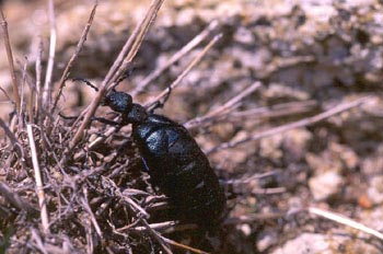 Aceitera (Meloë violaceus)