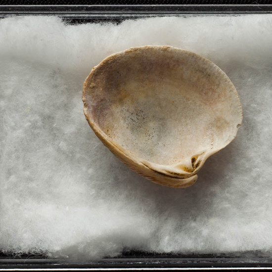 IES_ISABELLACATOLICA_BIOLOGIA_405