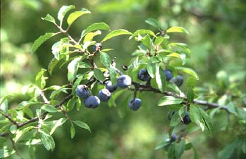 Endrino (Prunus spinosa)