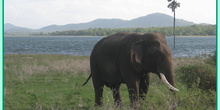 Elefante en Mineriya