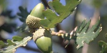 Rebollo / melojo - Bellota (Quercus pyrenaica)