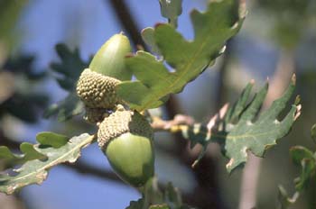 Rebollo / melojo - Bellota (Quercus pyrenaica)