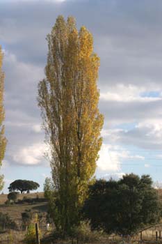 Chopo temblón - Porte (Populus tremula)