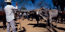 Feria de ganado de Zaachila, México