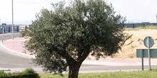 Olivo - Porte (Olea europaea)