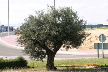 Olivo - Porte (Olea europaea)