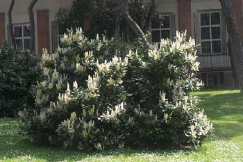 Lauroceraso - Porte (Prunus laurocerasus)