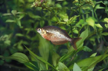 Pez arcoiris (Glossolepis sp.)