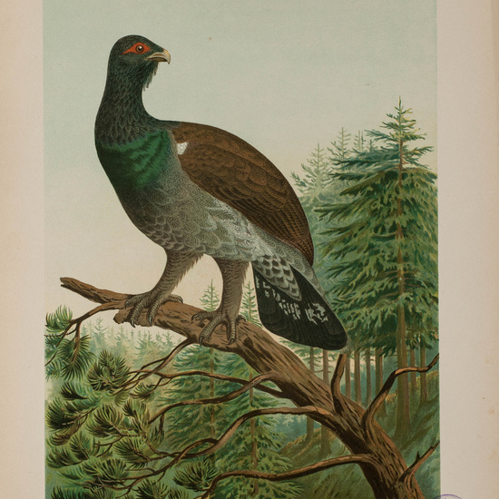 IES_CARDENALCISNEROS_AVES_LAMINAS_227