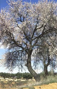 Almendro - Porte (Prunus dulcis)