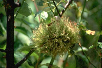 Agalla del rosal (Diplolepis rosae)