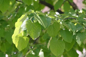 Morera - Hoja (Morus alba)