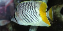 Pez mariposa (Chaetodon xanthurus)